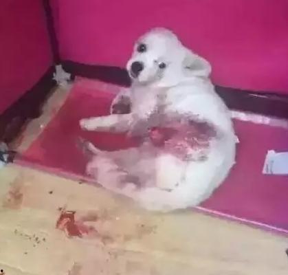 爆料视频狗  第3张